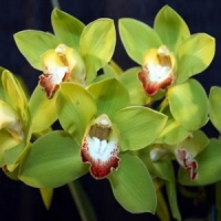 Orchidej