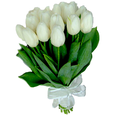 Bile Tulipany () Bile Tulipany